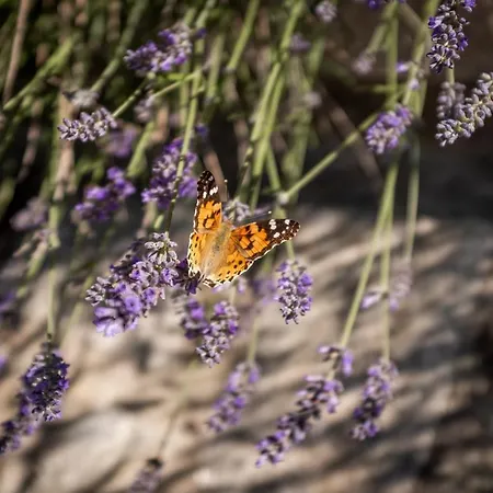 Апартаменты Casas D'oliva Карамулу