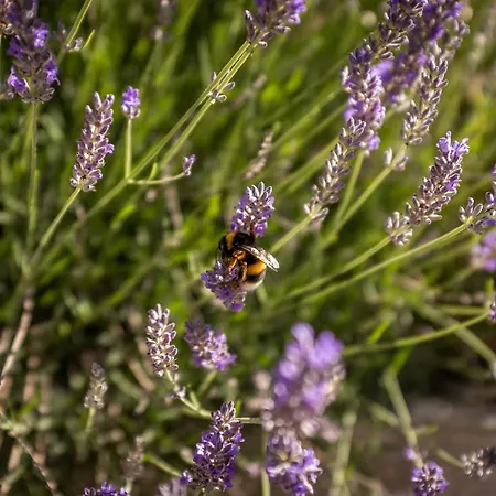 Апартаменты Casas D'oliva