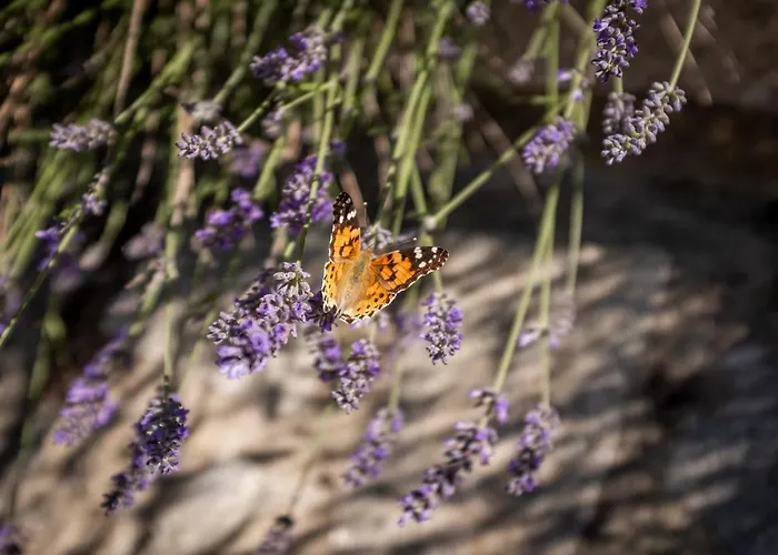 Апартаменты Casas D'oliva Карамулу