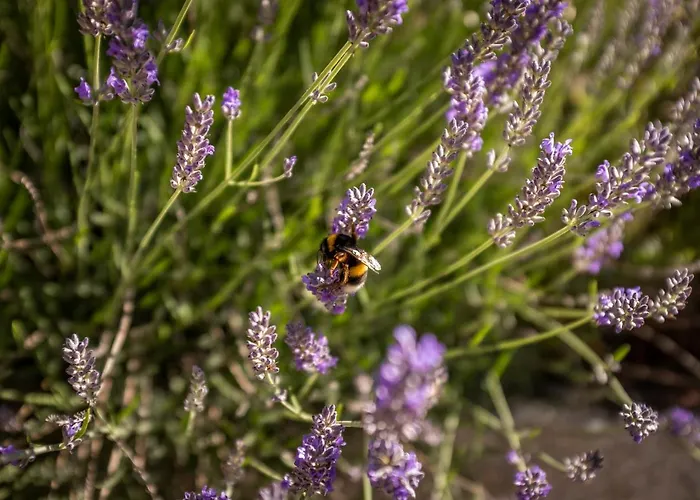 Apartmán Casas D'oliva